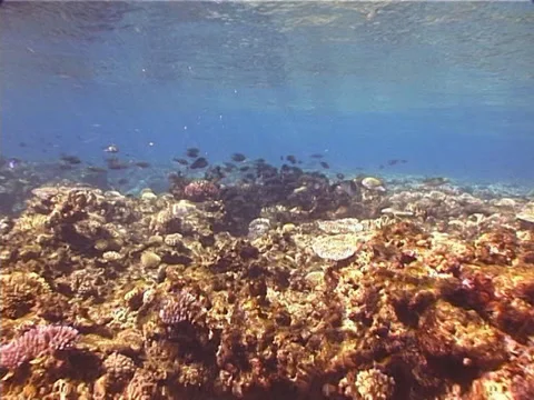 Steephead parrotfish sleeping at night, Chlorurus microrhinos, UP1425 Video stock 38378743