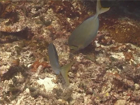 Steephead parrotfish sleeping at night, Chlorurus microrhinos, UP1425 動画素材 38378750