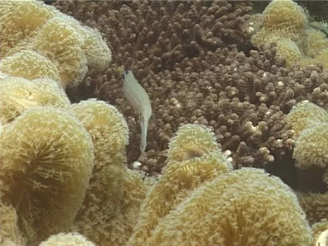 Steephead parrotfish sleeping at night, Chlorurus microrhinos, UP1425 Video stock 38378786