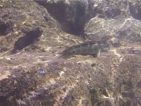Steephead parrotfish sleeping at night, Chlorurus microrhinos, UP1426 Video stock 38378911