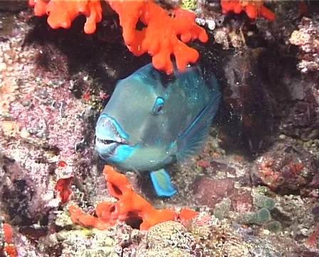 Steephead parrotfish sleeping at night, Chlorurus microrhinos, UP1425 Video stock 61952866