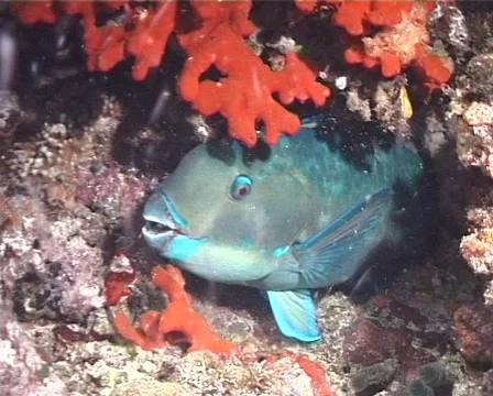 Steephead parrotfish sleeping at night, Chlorurus microrhinos, UP1426 Stock Footage 61952867