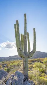 Steeple 스톡 사진