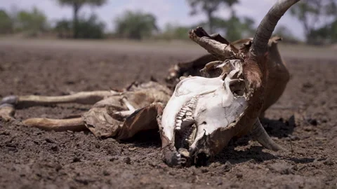 Steer Carcass in Drought Vídeo Stock 330994075