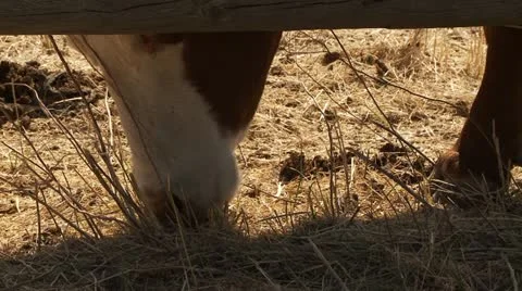 Steer, cattle, graze, eat Stock Footage