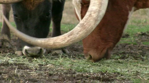 Steer with huge horns eating Stock Footage 330554