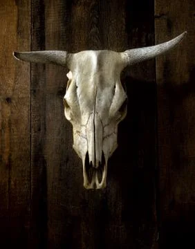 Steer Skull Foto stock