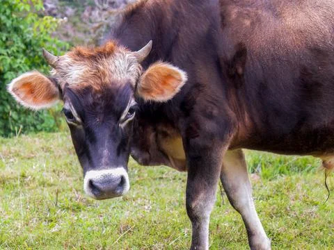 A steer stop grazing to look at the camera, in a farm field in the central An Stock-Fotos
