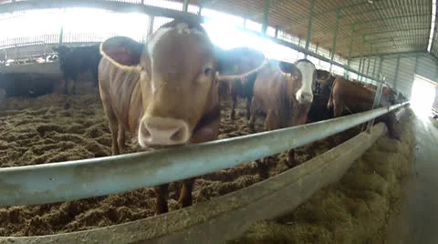 Steers 1 Stock Footage 24003017