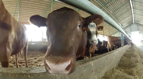 Steers 2 Stock Footage 24003044