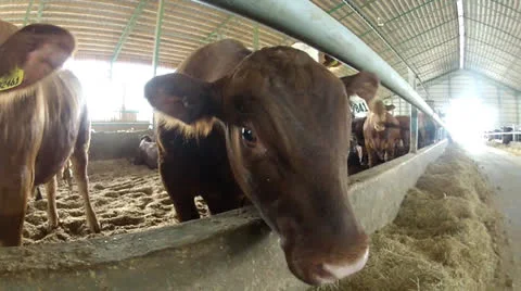 Steers 3 Stock Footage 24003085