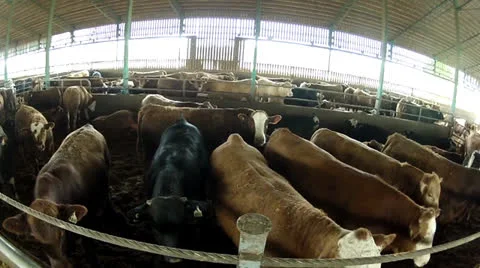 Steers 4 Stock Footage 24003033