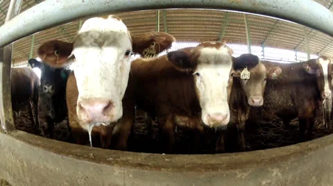 Steers 5 Stock Footage 24003086