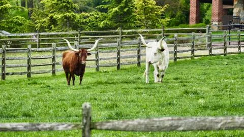 Steers in field Stock Photos