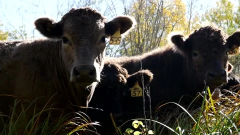 Steers in Forage Stock Footage 153240461