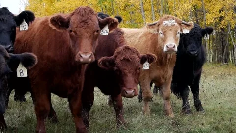 Steers Left Side Fall Colours Stock Footage 153240484