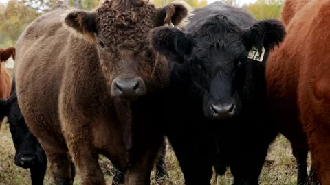 Steers Pan Right Stock Footage 153240422