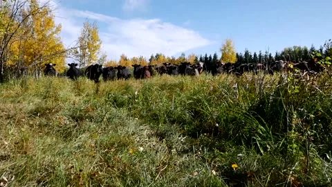 Steers Staring Over Ridge Stock Footage 153240499