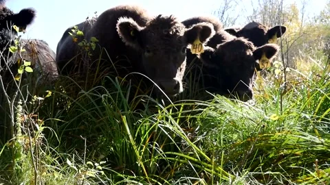 Steers Sun to the Back 스톡 동영상 153240524