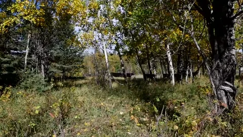 Steers Walking at a Distance Through the Trees Stock Footage 153240530