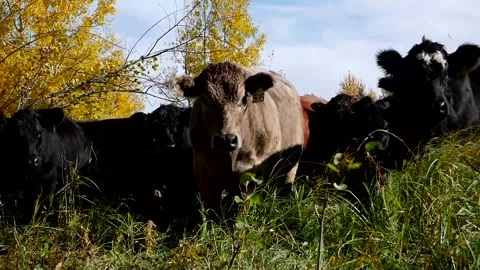 Steers Walking Towards Cam Stock Footage 153240561