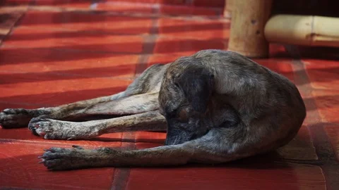 Steet god scratching Stock Footage 102409907