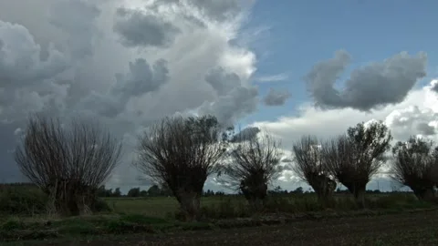 Stegna, willow in the field Video stock 99447888