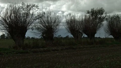Stegna, willow in the field Video stock 99450630