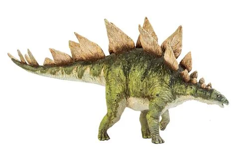 Stegosaurus Dinosaur on isolate background . Stock Photos