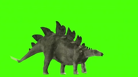 Stegosaurus on a greenscreen Stock Footage 51402304