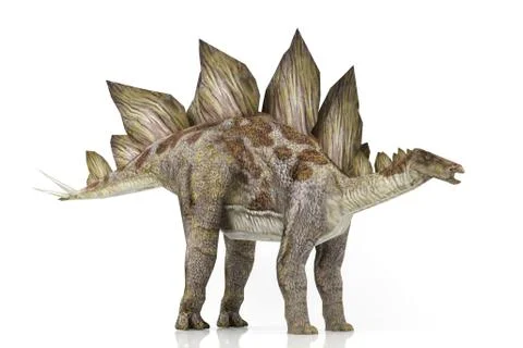 Stegosaurus Stock Illustration