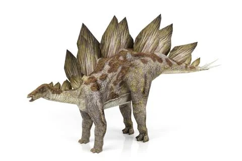 Stegosaurus Stock Illustration
