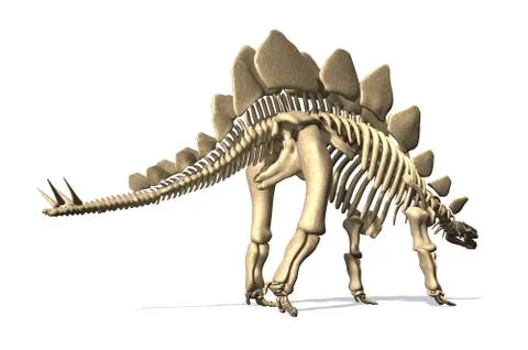 Stegosaurus Skeleton Stock Illustration