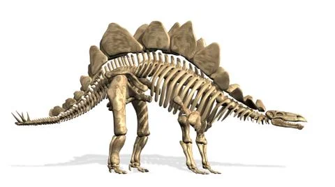 Stegosaurus Skeleton Stock Illustration