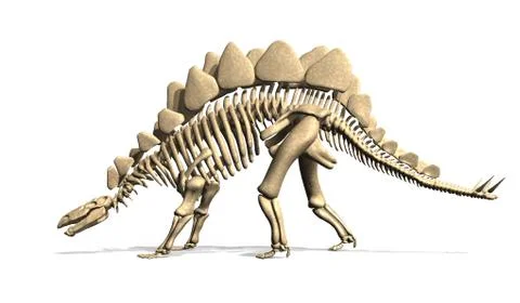 Stegosaurus Skeleton from Side Stock-Illustration