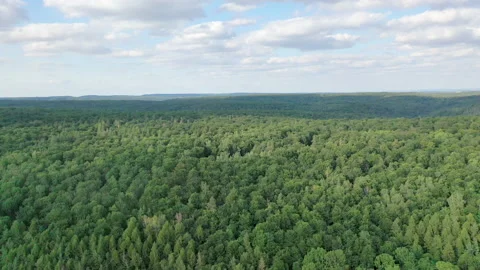 Steigerwald Stock Footage 136858650