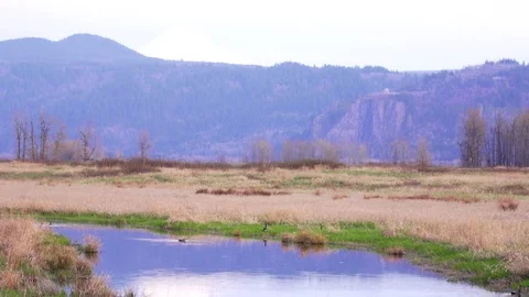 Steigerwald Lake Refuge Stock-Footage 74899828