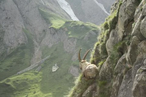 Steinbock freedom mountain Foto stock