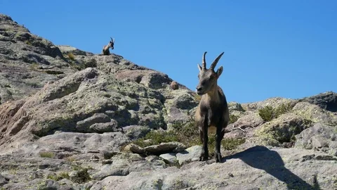 Steinbock grazing on the rocks. Video stock 79654693