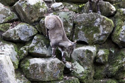 Steinbock (Kitz) Stock Photos