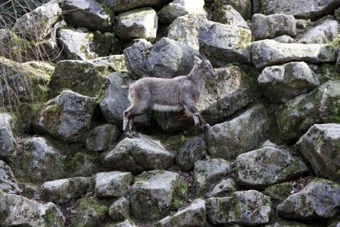 Steinbock (Kitz) Stock Photos