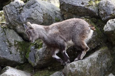 Steinbock (Kitz) Stock Photos