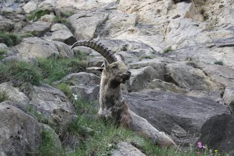 Steinbock in mountain Foto stock