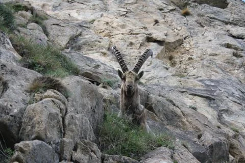 Steinbock in mountain Foto stock