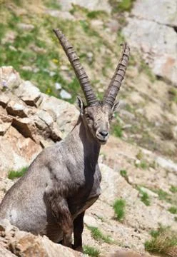 Steinbock Stock Photos