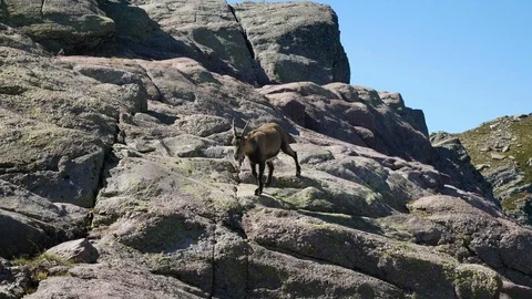 Steinbock walks on the rocks. Vidéo 79654352