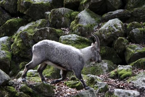 Steinbock (Weibchen) Stock Photos