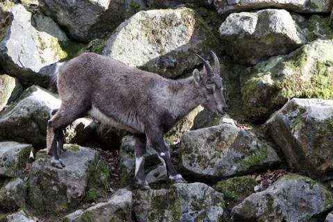 Steinbock (Weibchen) Stock Photos