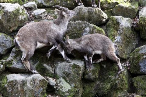 Steinböcke Stock Photos