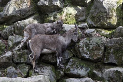 Steinböcke Foto stock